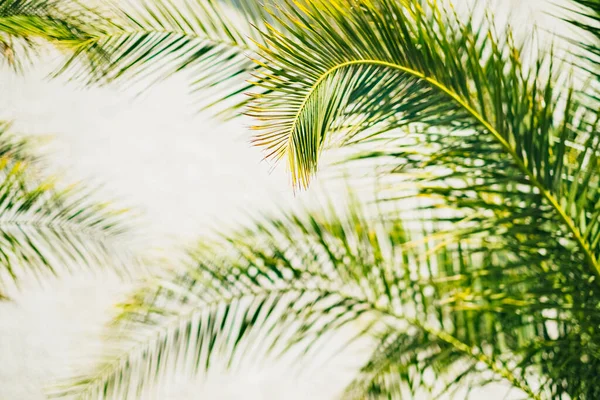 Зелене Пальмове Листя Фоні Моря — стокове фото