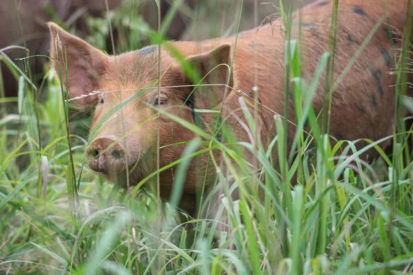 ある分野の若い豚のクローズアップショットです — ストック写真