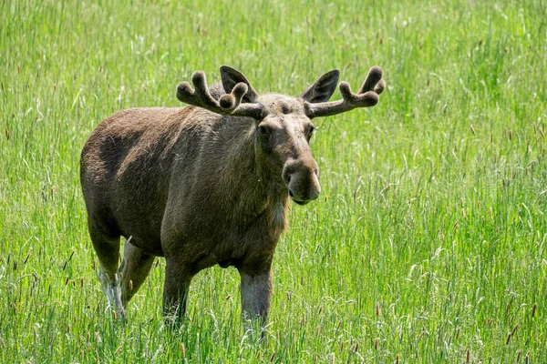 Plan Rapproché Orignal Dans Une Prairie — Photo