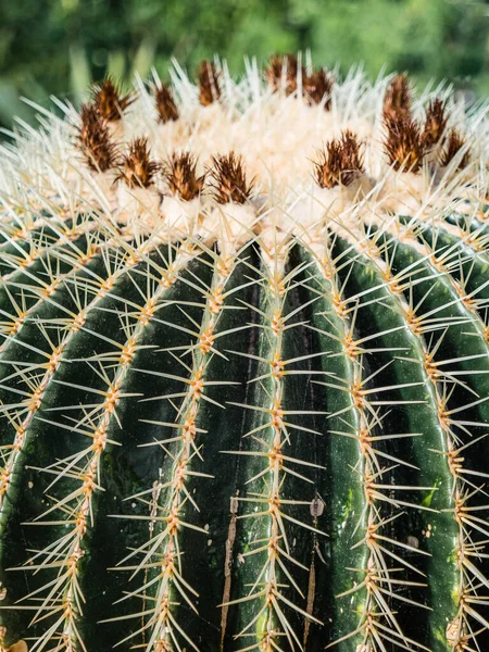 Primo Piano Bel Cactus — Foto Stock