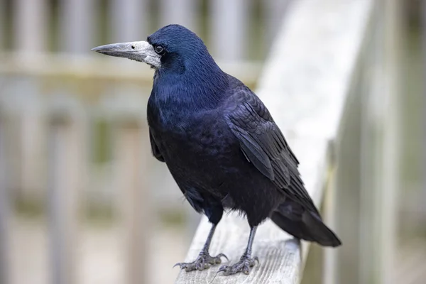 Schöne Aufnahme Eines Vogels Natürlichem Lebensraum — Stockfoto