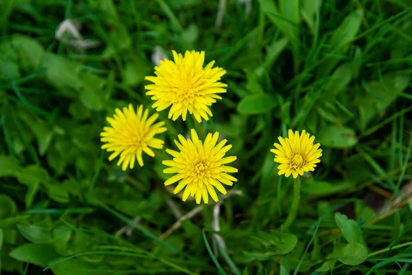 Жовті Квіти Кульбаби Саду — стокове фото