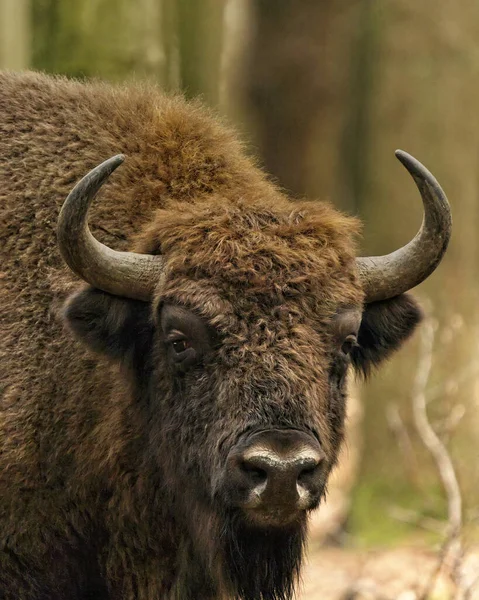 Gros Plan Bison Dans Pâturage — Photo