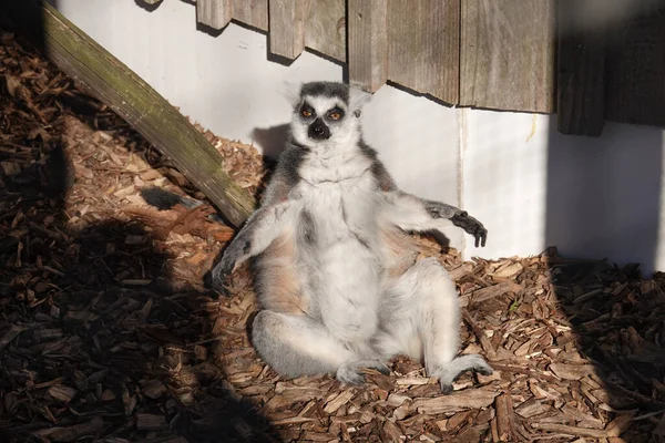 Una Foto Bianco Nero Simpatico Lemure — Foto Stock