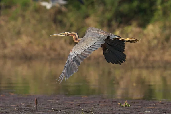 Wielki Żal Ardea Cinerea Wodzie — Zdjęcie stockowe