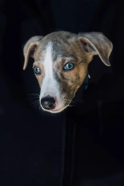 Portrét Roztomilého Psa — Stock fotografie