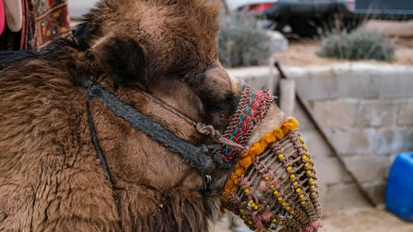 市场上的骆驼 — 图库照片