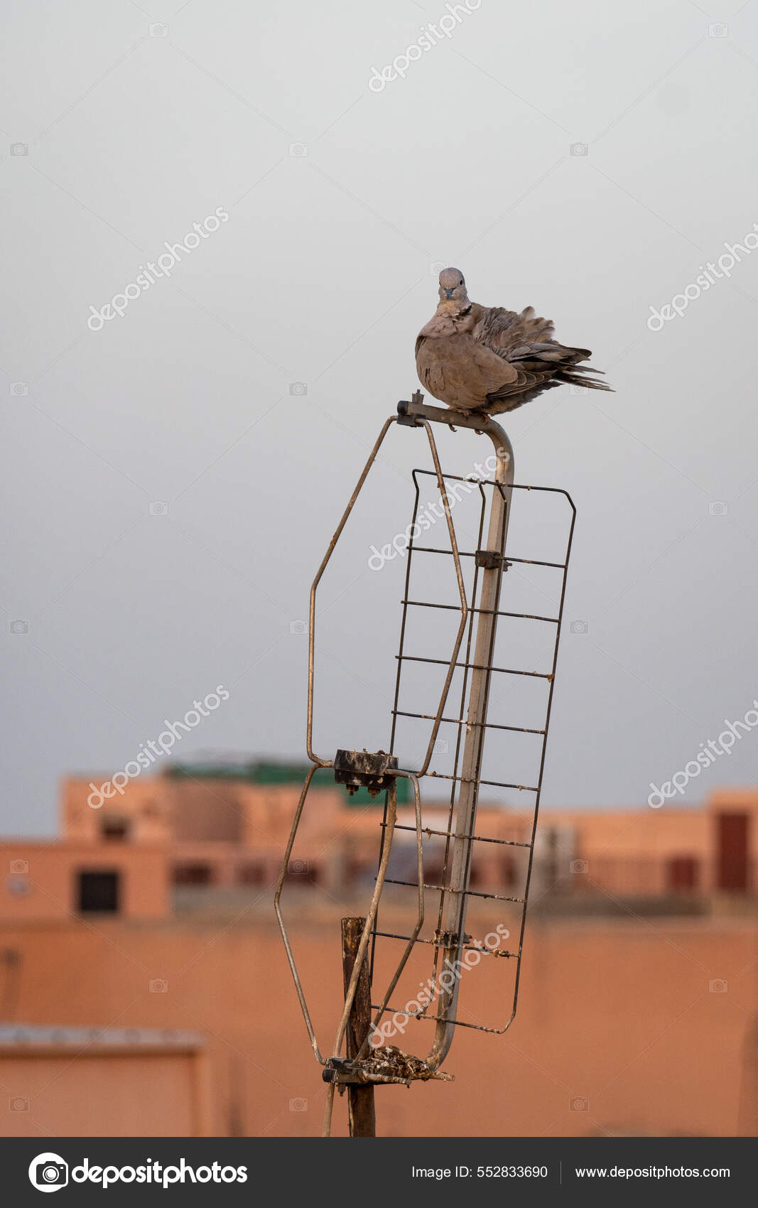 Bird Sits Antenna Stock Photo by ©Wirestock 552833690