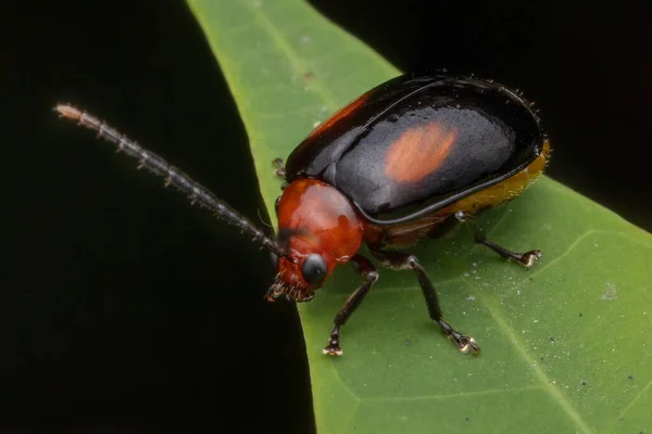 Gros Plan Insecte Dans Nature Sauvage — Photo