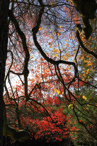 Herfst Bladeren Herfst Seizoen Flora — Stockfoto