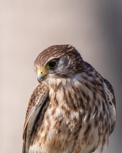 Hermoso Tiro Pájaro Hábitat Natural —  Fotos de Stock