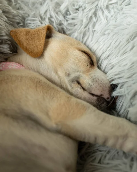 Tatlı Köpek Yatakta Yatıyor — Stok fotoğraf