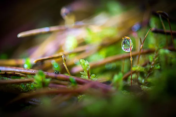 Gotas Rocío Una Hierba Verde —  Fotos de Stock