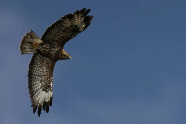 Águila Volando Cielo — Foto de Stock