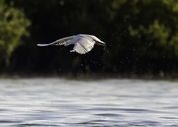 Pájaro Blanco Volando Agua — Foto de Stock