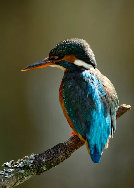 Nahaufnahme Eines Kleinen Vogels — Stockfoto