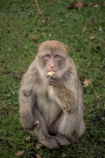一只可爱的猕猴的特写镜头 — 图库照片