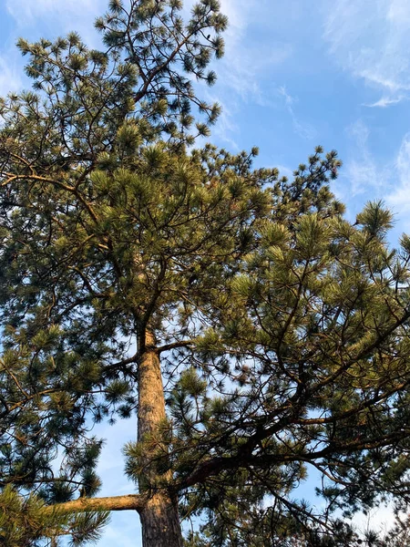 Vacker Utsikt Över Skogen — Stockfoto