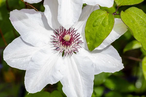 White Flowers Flower — Stock Photo, Image