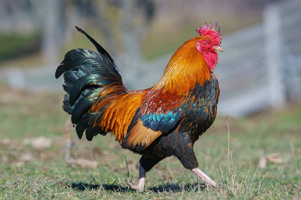 緑の草の中の鶏 — ストック写真