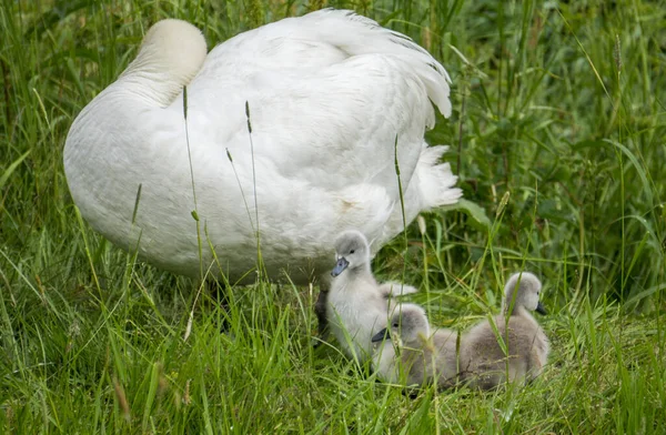 Weißer Schwan Auf Dem Gras — Stockfoto