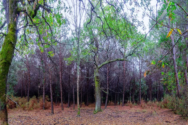 Schöner Herbstwald Mit Bäumen Und Blättern — Stockfoto