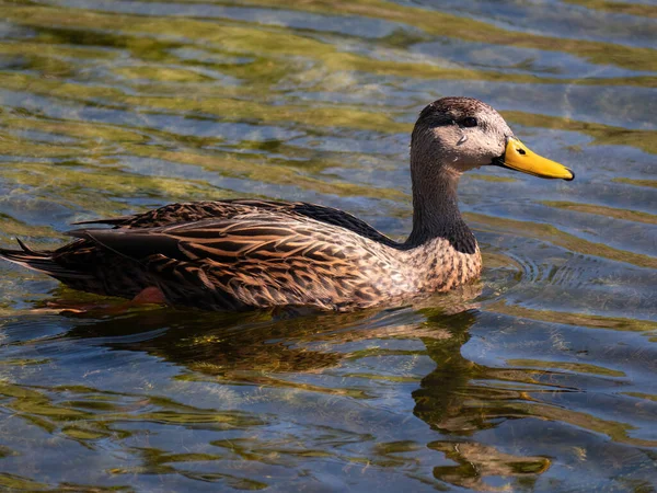 Pato Nadando Agua — Foto de Stock