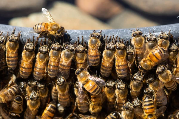 Pszczoły Plastrze Miodu Pasiece — Zdjęcie stockowe