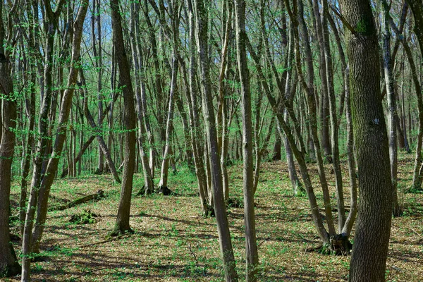 Grön Skog Parken — Stockfoto