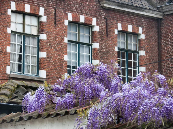 市内の花の美しい景色 — ストック写真