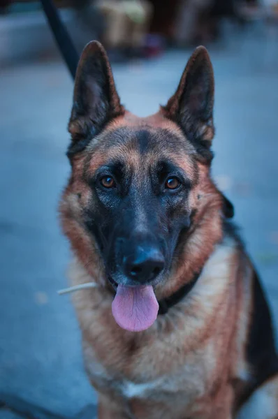 Porträtt Schäfer Hund — Stockfoto