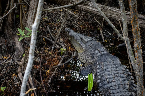 Crocodilo Floresta — Fotografia de Stock