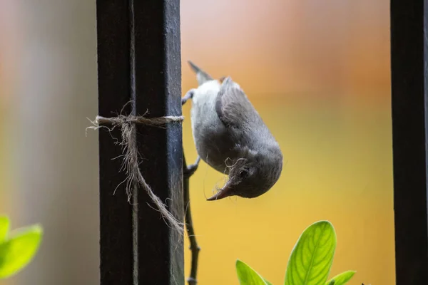 Ein Vogel Sitzt Auf Einem Ast Eines Baumes — Stockfoto