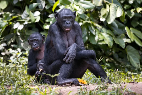 Fekete Gorilla Erdőben — Stock Fotó