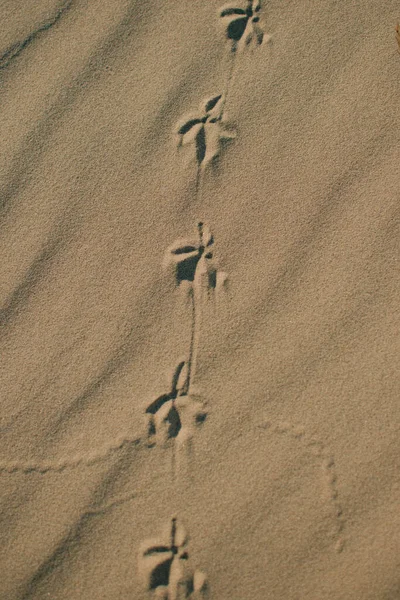 Impronte Sulla Sabbia — Foto Stock