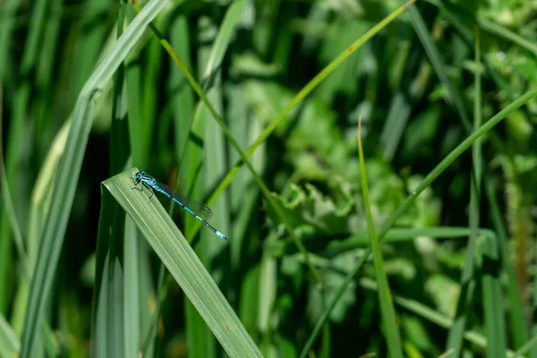 蜻蜓飞在绿草上 — 图库照片