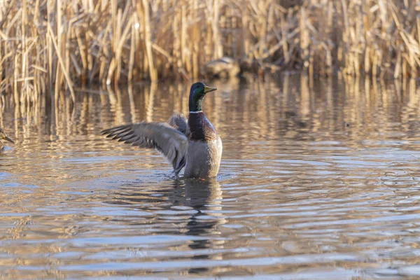 Par Patos Blancos Pie Sobre Agua — Foto de Stock