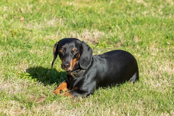 草の上に横たわる黒犬 — ストック写真
