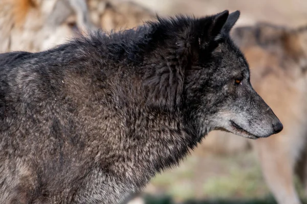 Close Retrato Lobo — Fotografia de Stock