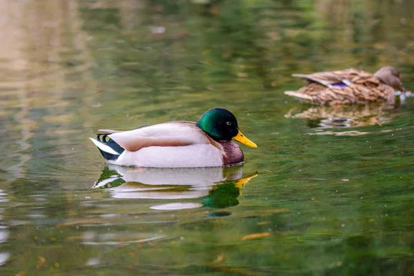 Canards Nageant Dans Lac — Photo