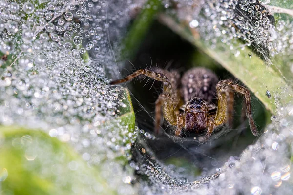 방울이 거미줄 — 스톡 사진
