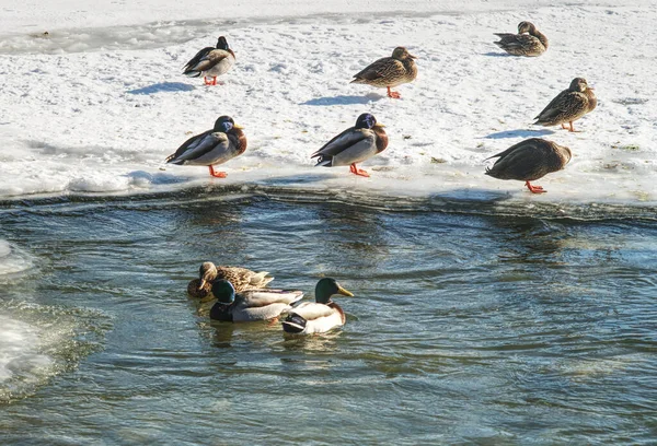 海滩上的一群鸭子 — 图库照片