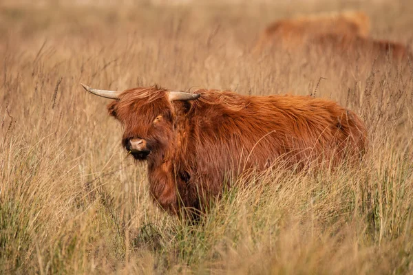 Primer Plano Una Vaca Pelirroja Campo —  Fotos de Stock