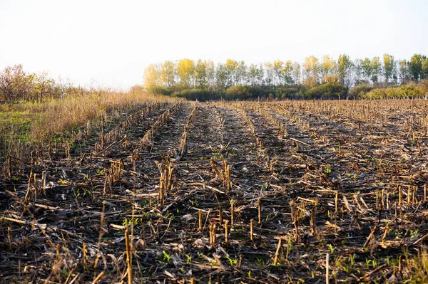 Närbild Ett Fält Veteplantage Ett Landsbygdsområde — Stockfoto