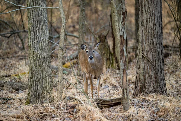 森の中の若い鹿は — ストック写真