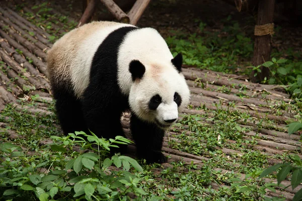 Óriás Panda Bambuszt Eszik Erdőben — Stock Fotó