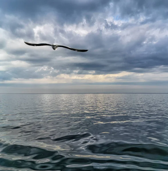 Martı Denizde Uçuyor — Stok fotoğraf