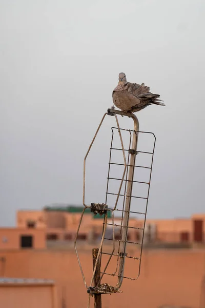 Pássaro Senta Uma Antena — Fotografia de Stock