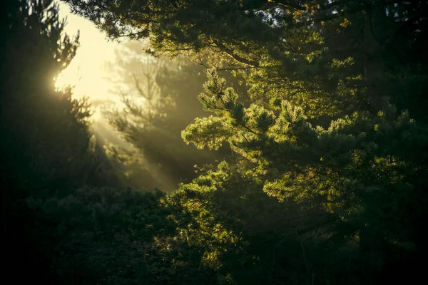 森の中の美しい夕日 — ストック写真