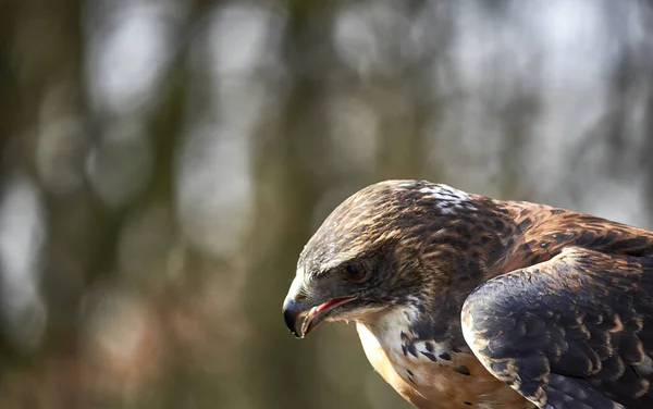 Close Bird — Stock Photo, Image